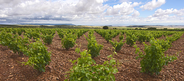 Campo de Borja