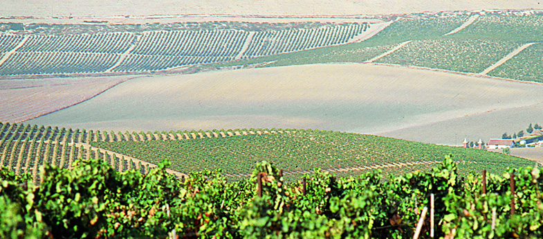 Jerez Xérès Sherry