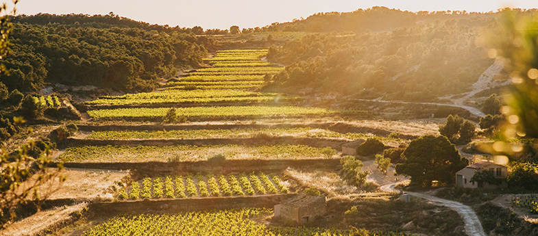 LaFou Celler