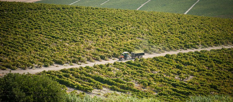 Manzanilla-Sanlúcar de Barrameda