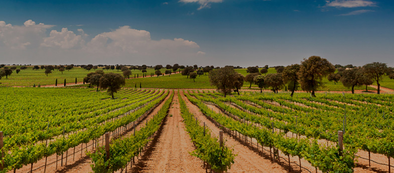 Península Vinicultores