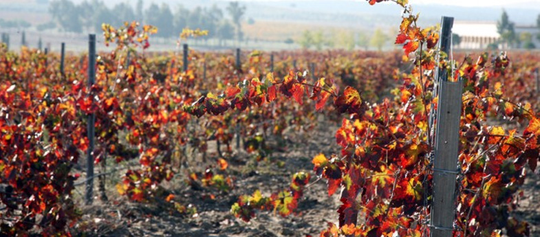 Vino de la Tierra de Extremadura