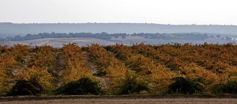 Tierra del Vino de Zamora