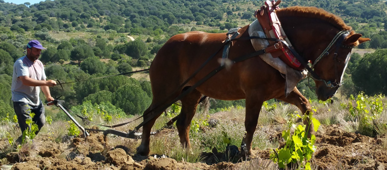 Viñedos del Jorco