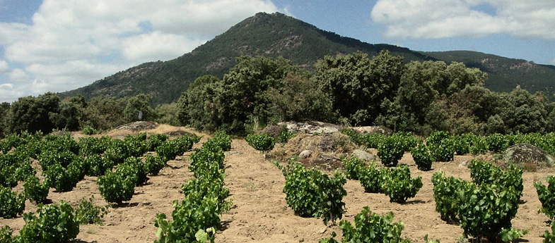 Vinos de Madrid