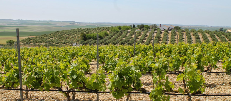 Vino de la Tierra de Cádiz