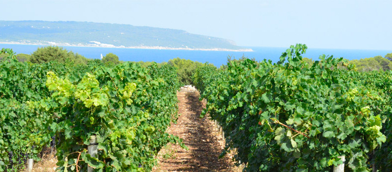 Vino de la Tierra de Formentera