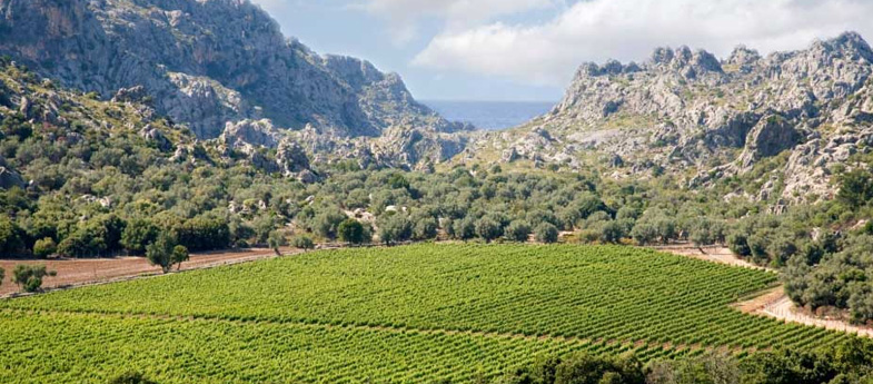 Vino de la Tierra de Mallorca