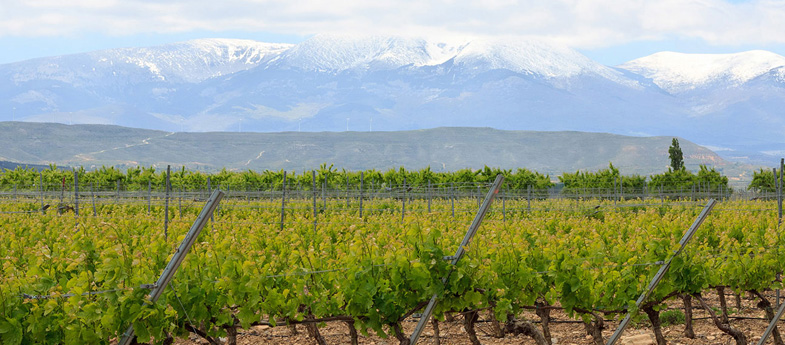 Vino de la Tierra de la Ribera del Queiles