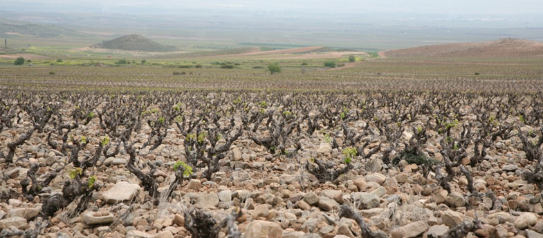 Vinos en Voz Baja