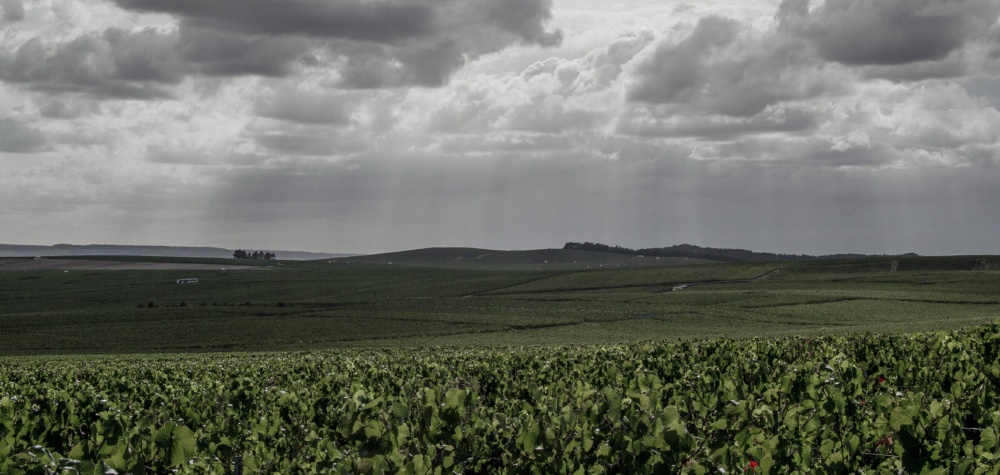 viñedos de bouzy de champagne andre clouet
