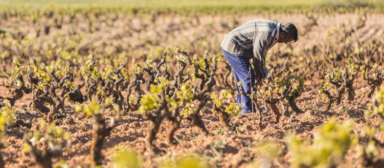 viñas bodegas antidoto