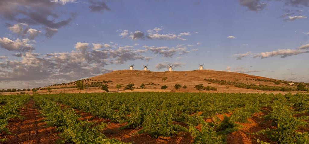 viñedos airen castilla la mancha