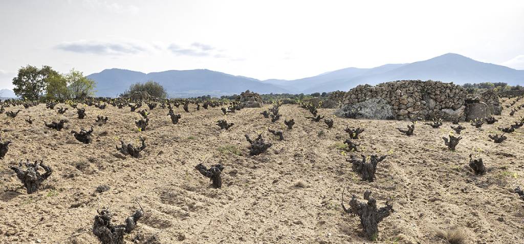 viñedo de albillo real de sotomanrique