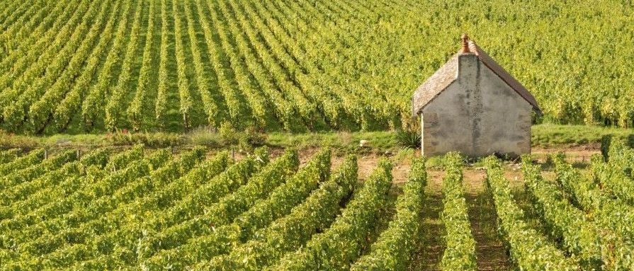 viñedo chardonnay en borgoña francia