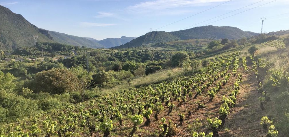 viñedos de valtuille de abajo