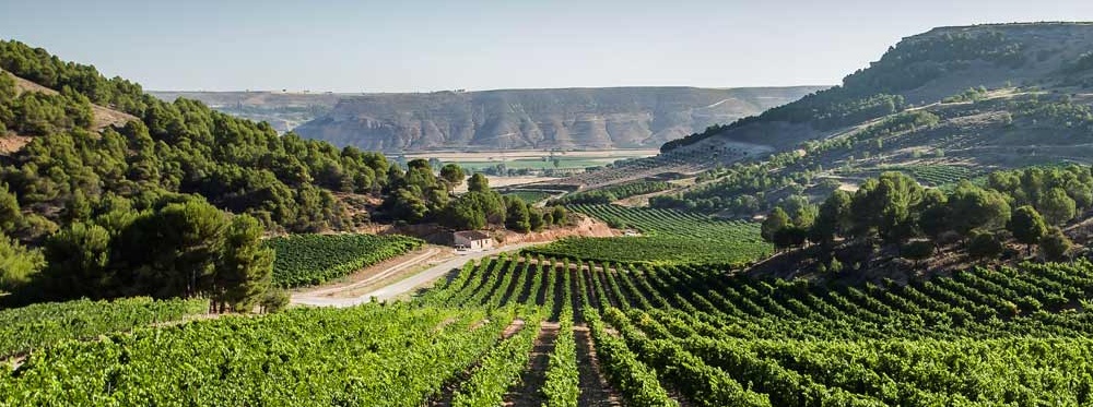 viñedos de ribera del duero