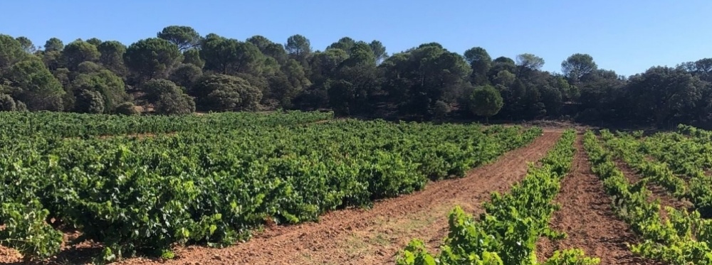 viñedos adrada