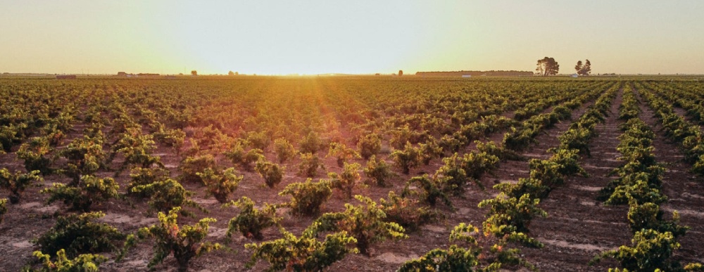 el vinculo viñedos