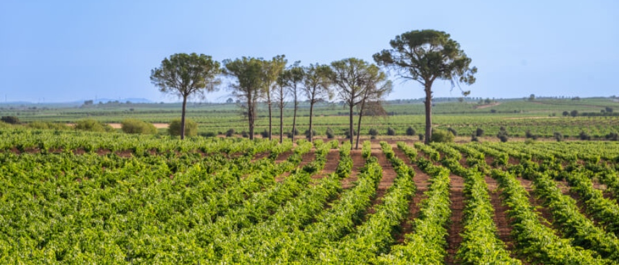 viñedos finca sandoval