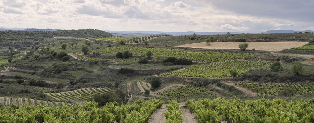 viñedos benjamin-de-rothschild-vega-sicilia