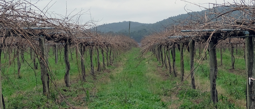viñedo valle salnes martin codax