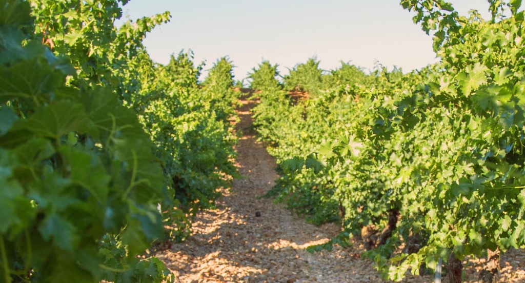 viñedos de marques de riscal