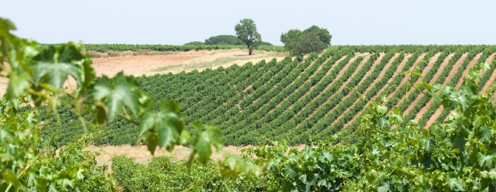 viñedo de belondrade en rueda