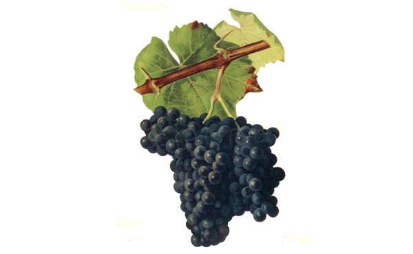 uva garnacha