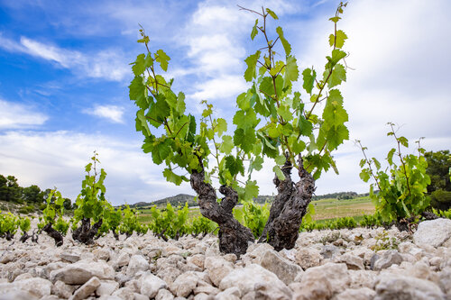 viñedos monastrell de casa castillo