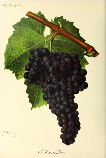 uva monastrell