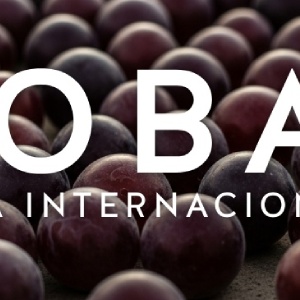 Bobal | La Reina oscura del Mediterráneo
