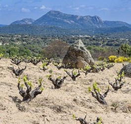 Garnacha: la uva internacional de origen español