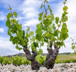 Monastrell, la uva del Mediterráneo